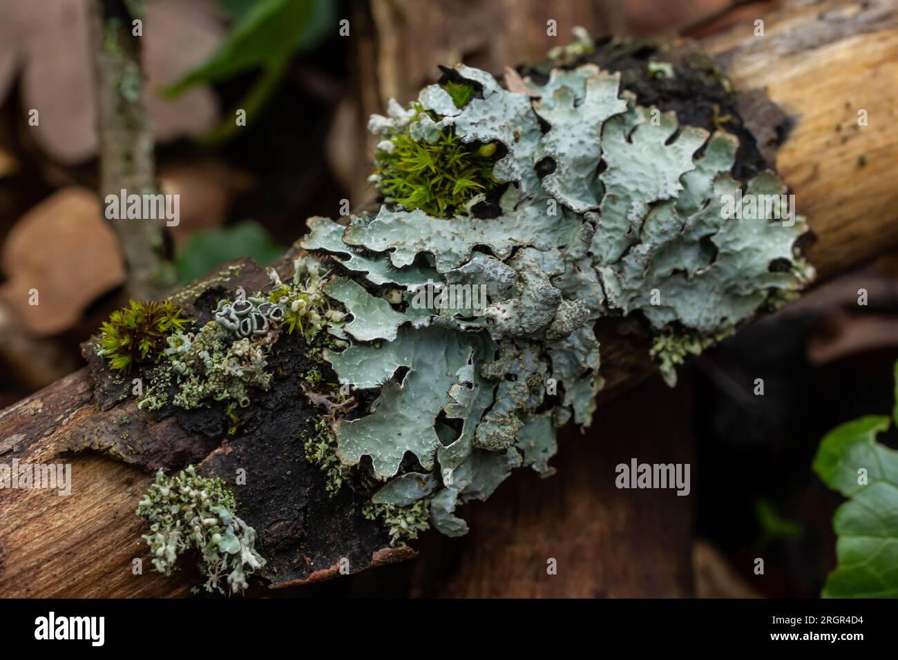 Detailed photo of lichen Lobaria Scrobiculata. Dry tree branch with green lichen in the forest close-up. Stock Photo