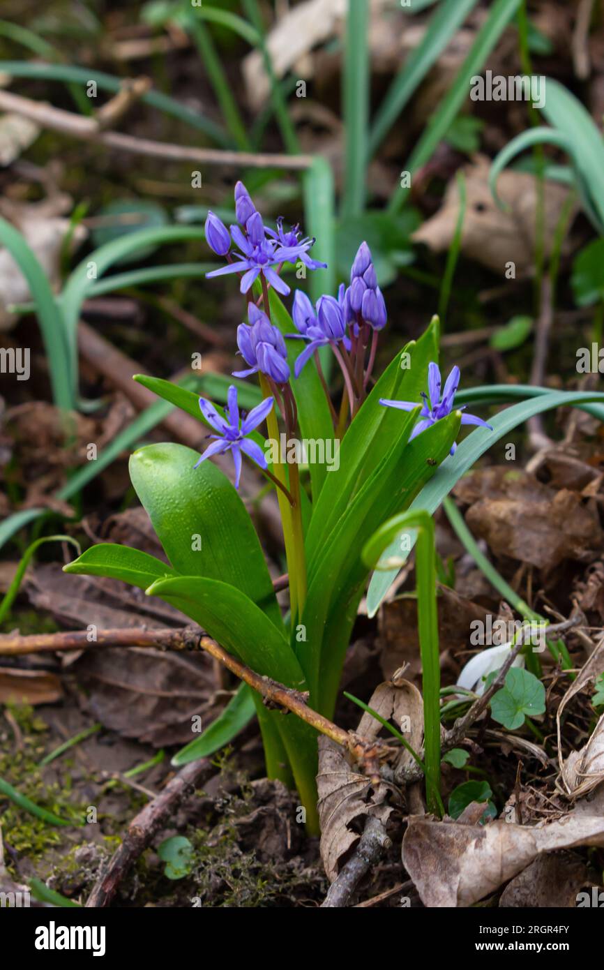 Scilla bifolia, the alpine squill or two-leaf squill, is a herbaceous perennial plant of the family Asparagaceae. Art photo of the early flowering pla Stock Photo