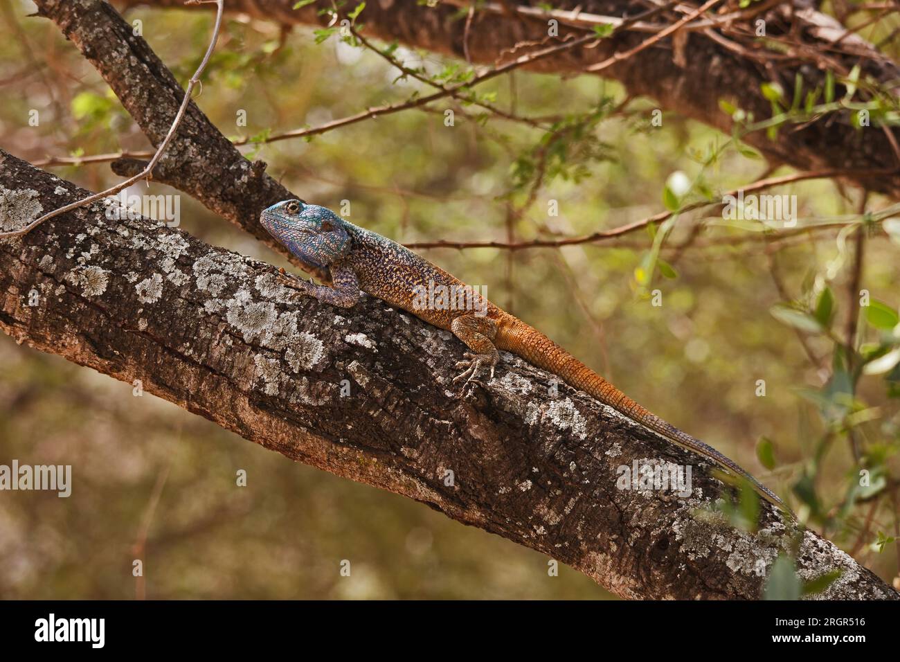 Southern Tree Agama Acanthocercus atricollis 14845 Stock Photo