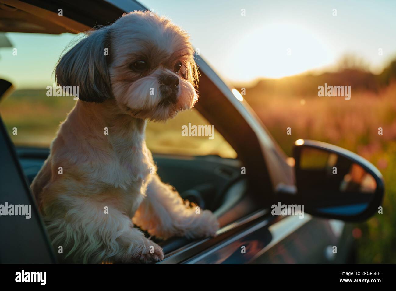 Shih tzu dog looking out of car window at sunset light Stock Photo