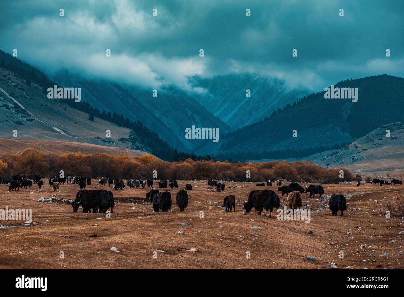 A herd of yaks in the mountains Stock Photo