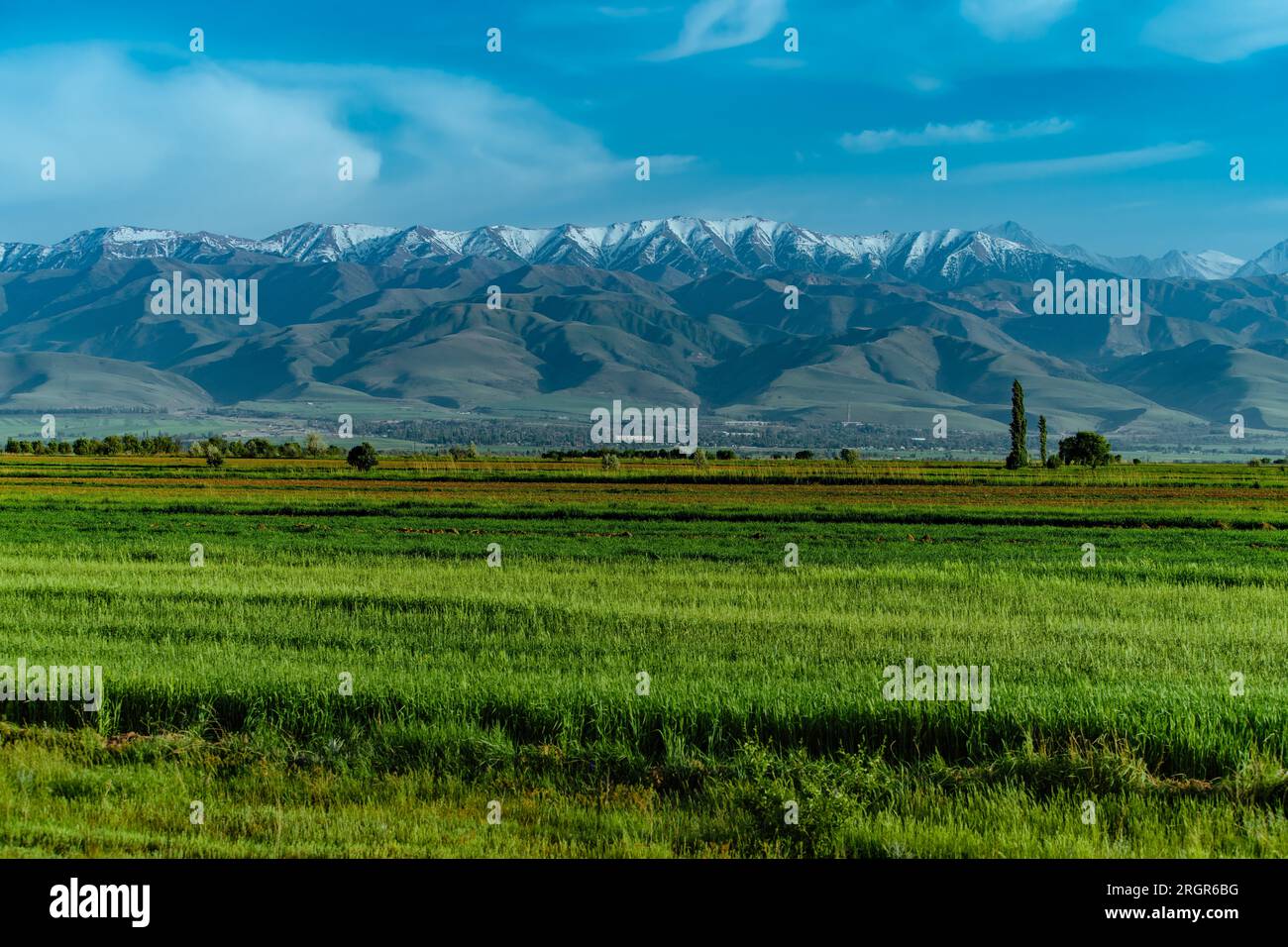 Scenic spring landscape with green field on mountains background, Kyrgyzstan Stock Photo