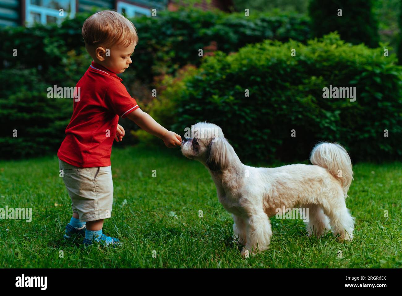One year child feeding dog in the garden at summer Stock Photo - Alamy