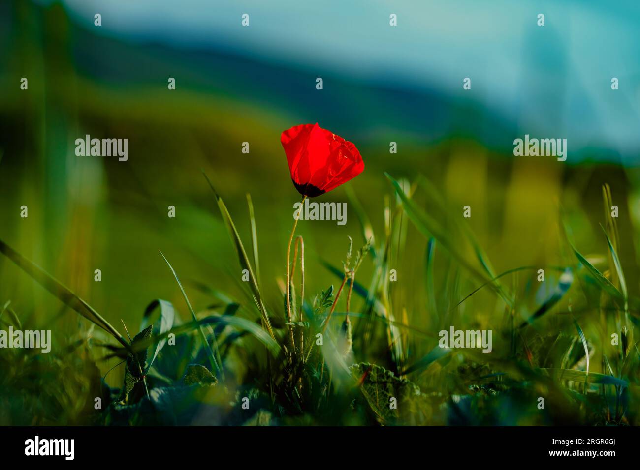 Red poppy flower on mountains background at spring Stock Photo