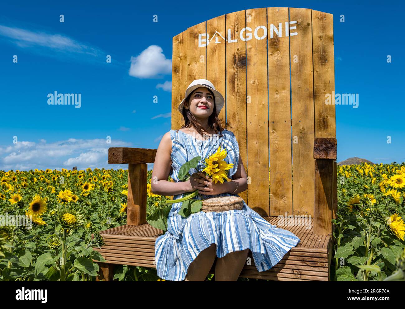 Balgone Farm, East Lothian, Scotland, UK, 11th August 2023. Balgone