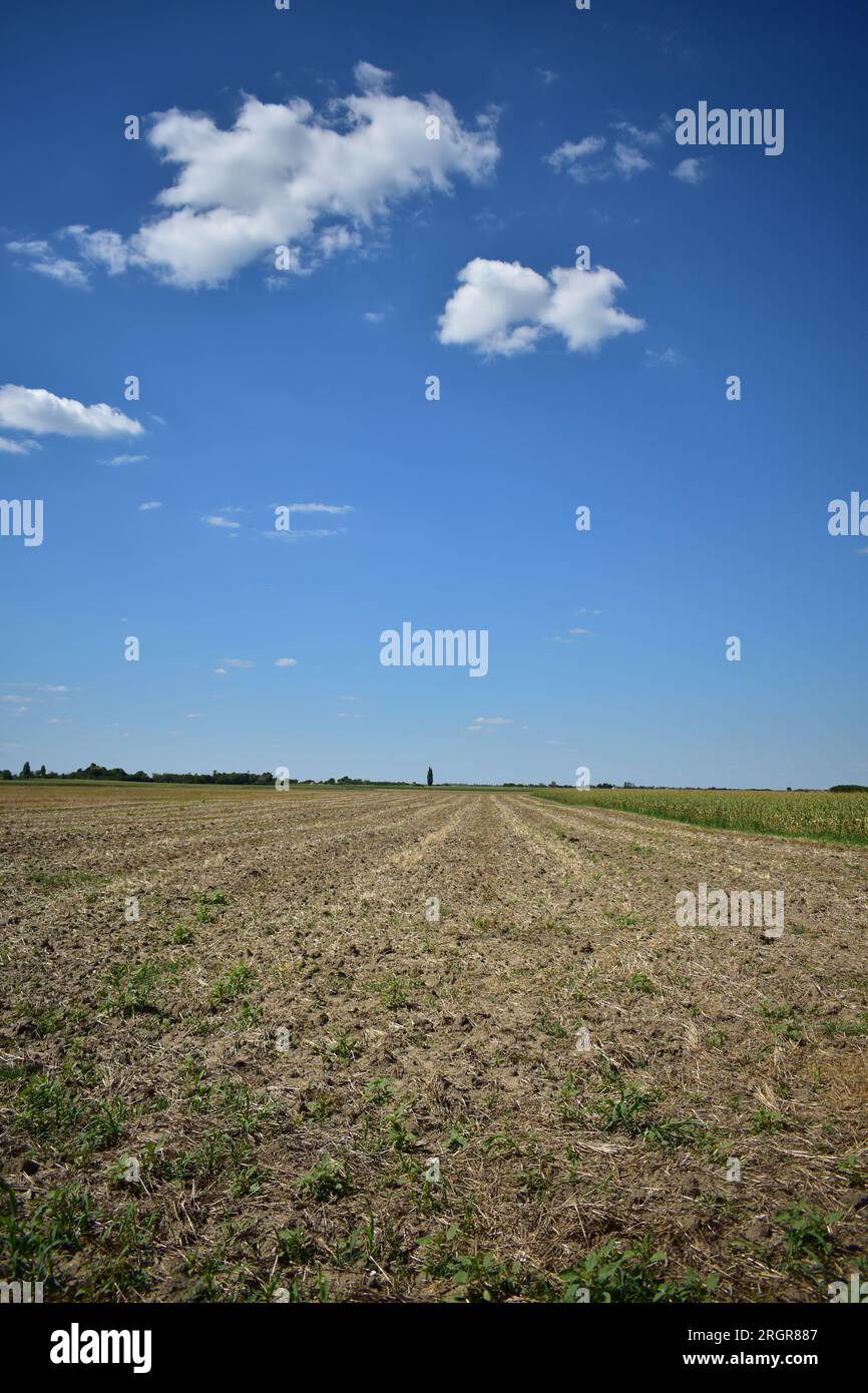 Corn Crop Field And Blue Sky With Clouds. Landscape Background With 