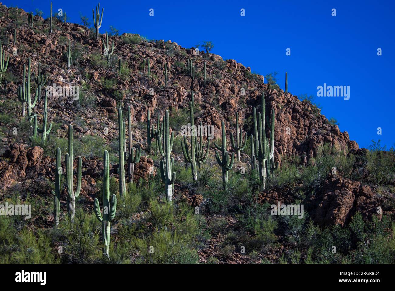 Saguaro cactus on a hillside Stock Photo Alamy