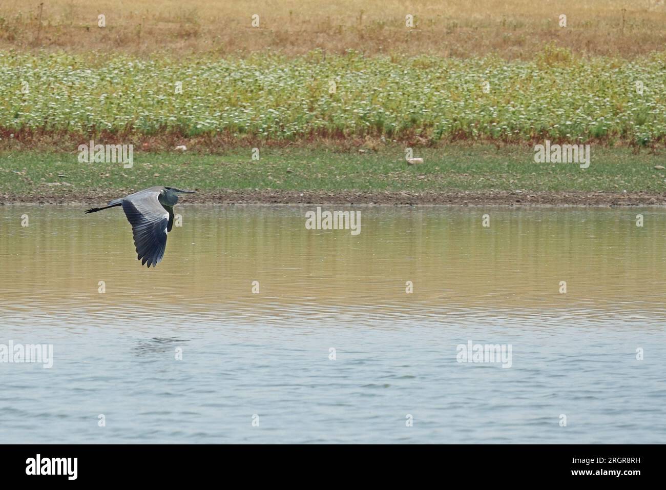 Diyarbakir, Turkey. 10th Aug, 2023. A grey heron seen flying over Lake Kabakli, which is drying up due to the extreme heat. Kabakli lake, near the city of Diyarbakir in Turkey, where hundreds of birds are sheltering, is drying up due to the effective extreme temperatures. When the waters of the lake receded about 150 meters in the last month, wild birds began to leave the area. Dicle University Faculty of Science Biology Department Head Prof. Dr. Ahmet Kilic said that there are few birds left in the lake, and if the water sources completely dry up, thousands of migratory birds may die without Stock Photo