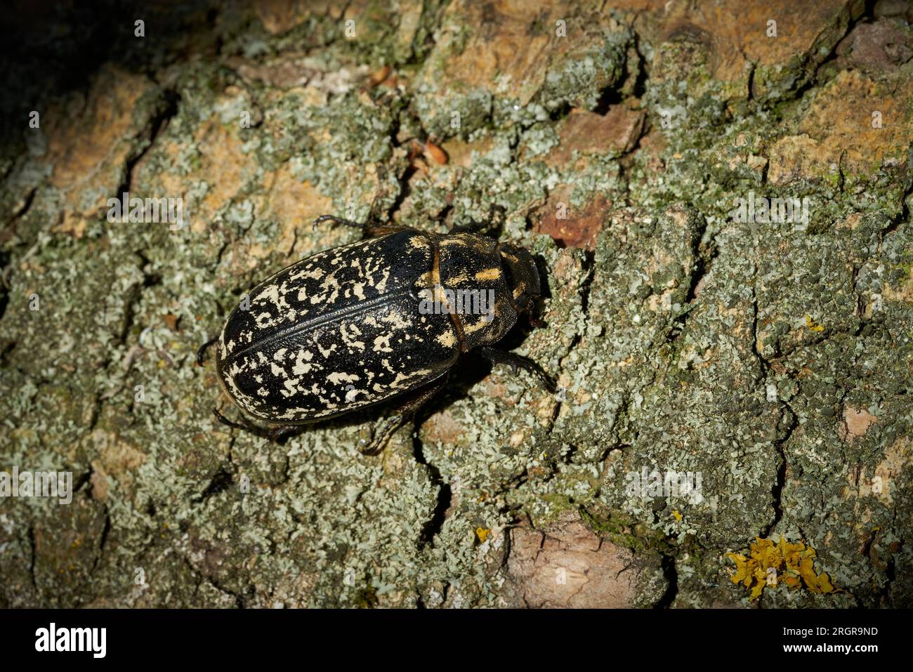 Female of the Walker, Pine Chafer, Polyphylla fullo, extremely rare in the whole world, on the bark of a tree Stock Photo