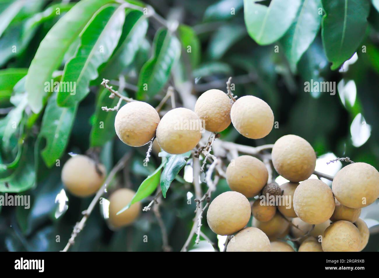 longan, thai fruit or Dimocarpus longan or longan seed on the tree Stock Photo