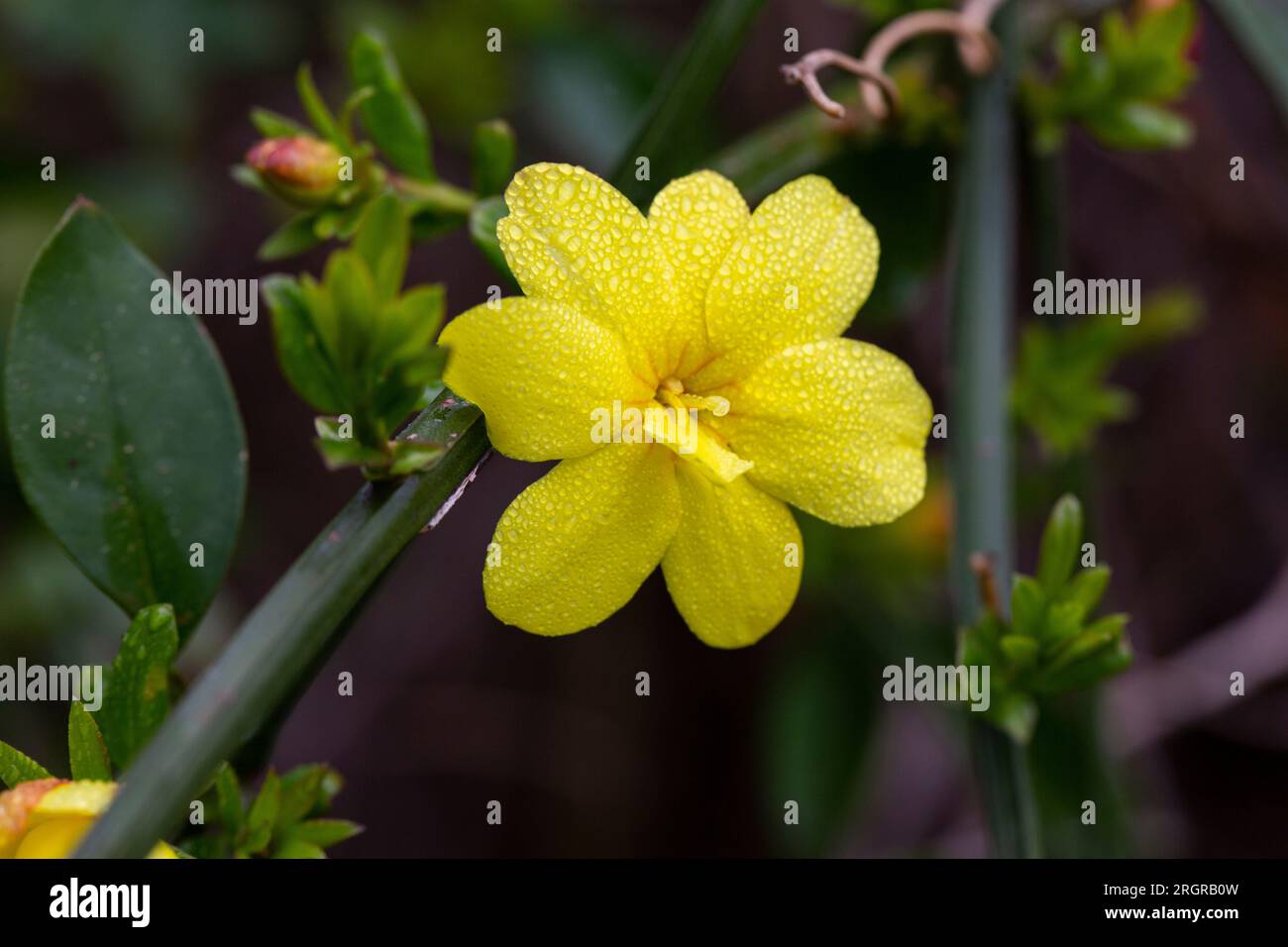 Primrose Jasmine or Jasminum mesnyi, bright yellow flowers, close up