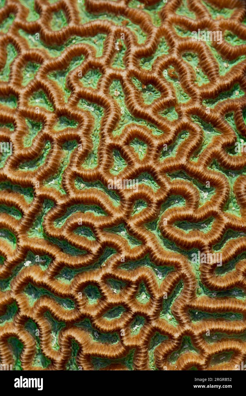 A stony coral of the Platygyra sp. located around Lady Elliot Island on the Great Barrier Reef, Australia Stock Photo