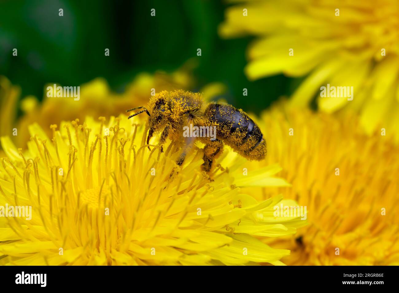 Bee covered with yellow pollen on a dandelion flower Stock Photo