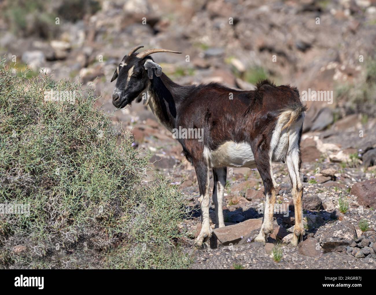Brown, horned female goat eating on a thorny shrub in Fuerteventura Stock Photo