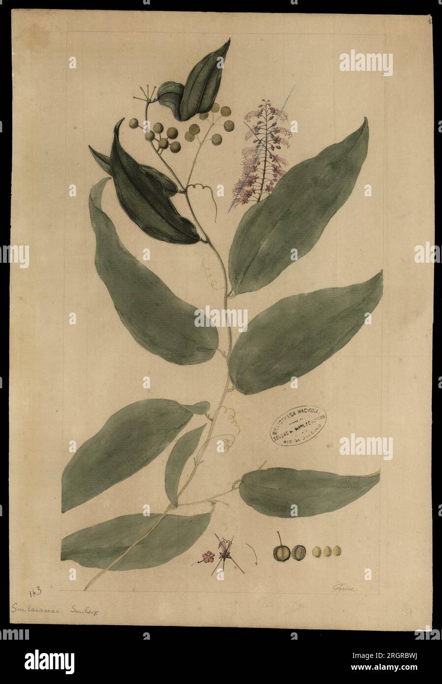 (Smilacaceae Smilax) 18th century by José Joaquim Freire Stock Photo