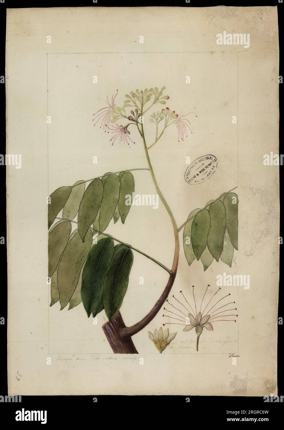 (Campsiandra laurifolia, Benth) 18th century by José Joaquim Freire Stock Photo