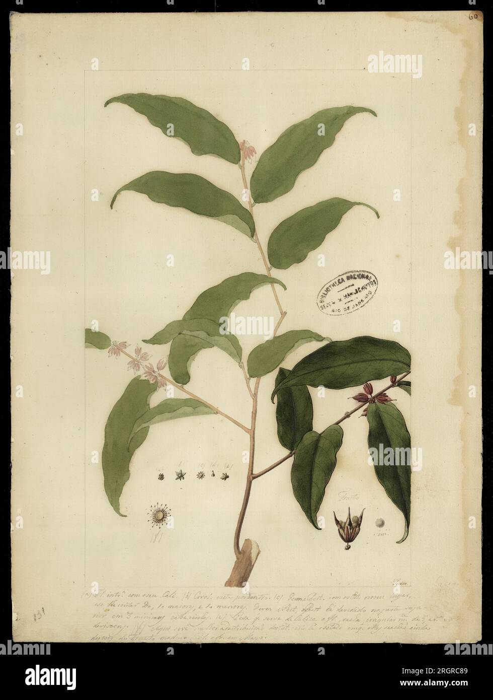 (Casearia spruceana, Bth) 18th century by José Joaquim Freire Stock Photo