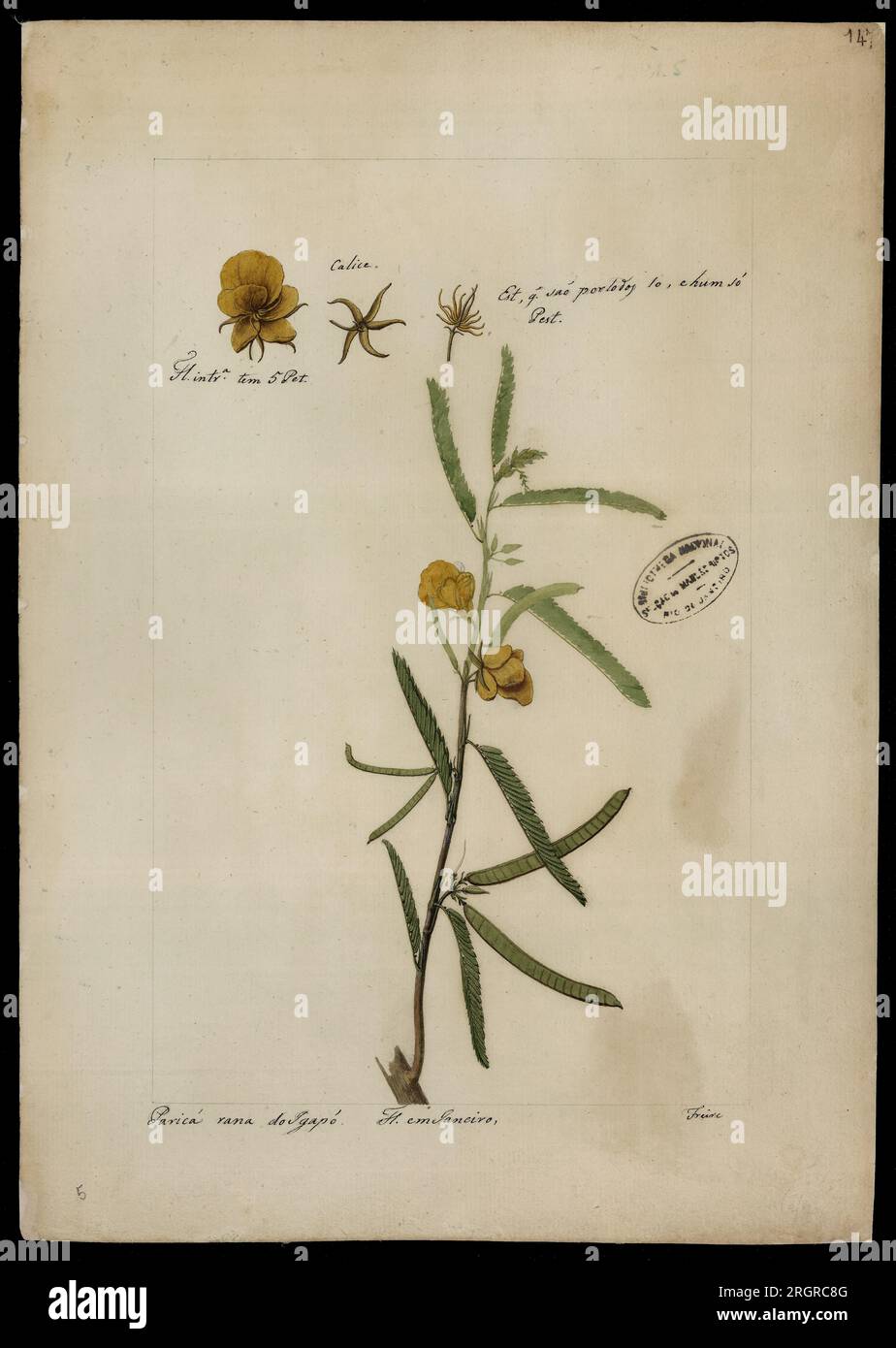 (Cassia chamaecrista) 18th century by José Joaquim Freire Stock Photo