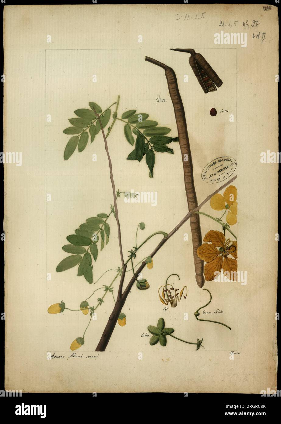 (Cassia leptophylla) 18th century by José Joaquim Freire Stock Photo