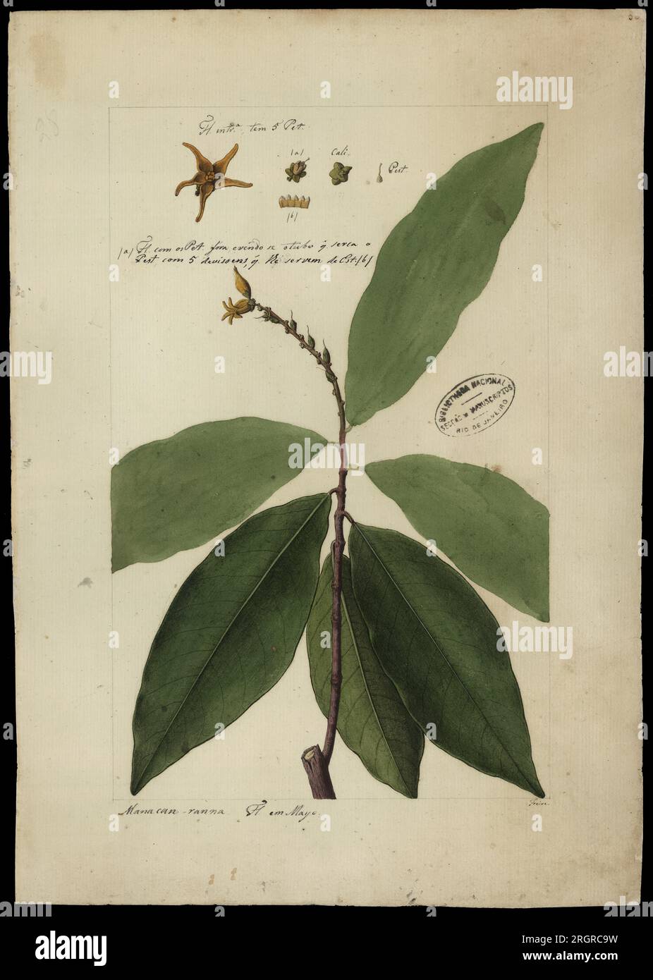 (Caypayrola ginanensis, Aubl) 18th century by José Joaquim Freire Stock Photo