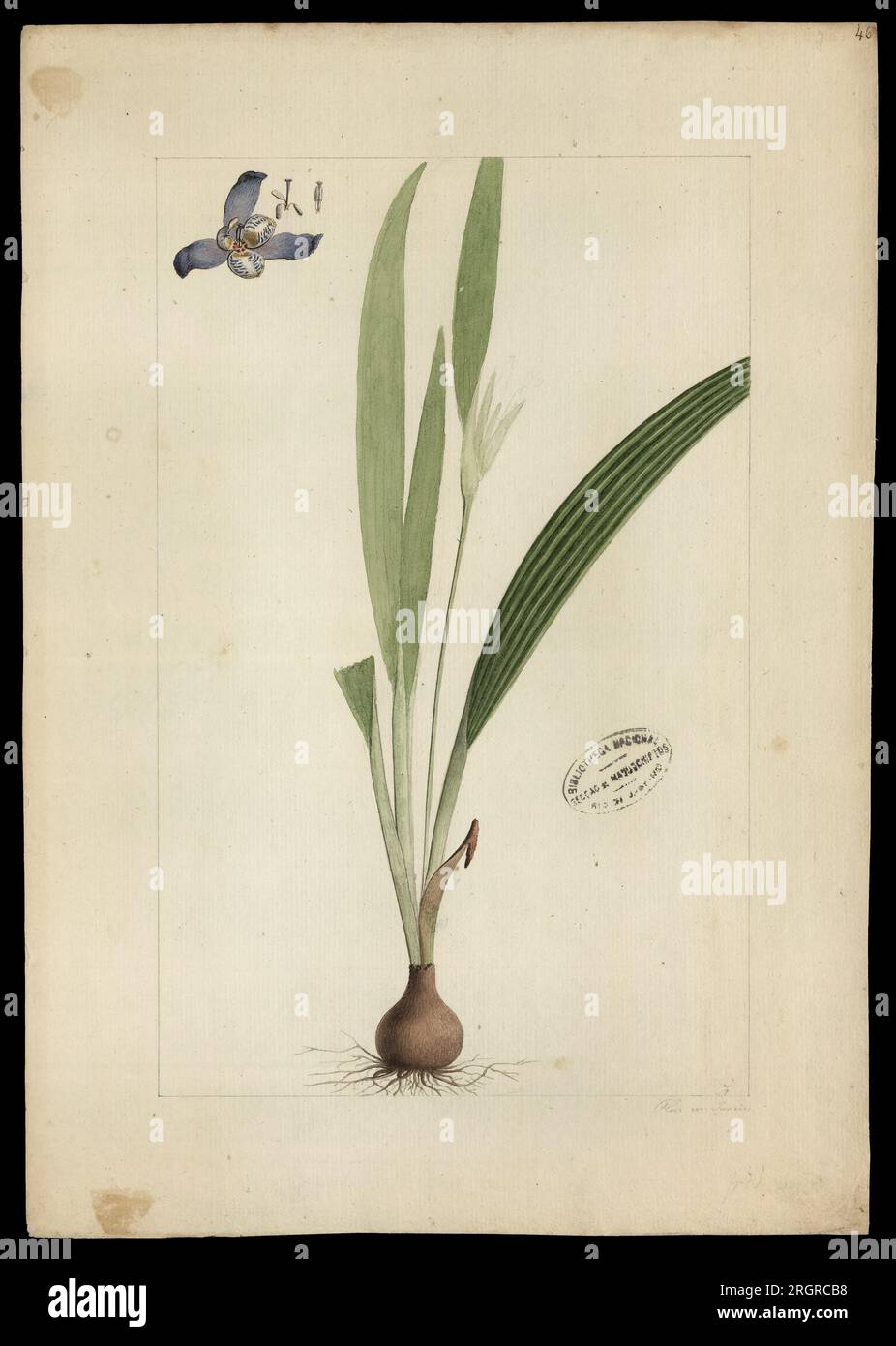 (Cipura paludosa, Aubl) 18th century by José Joaquim Freire Stock Photo