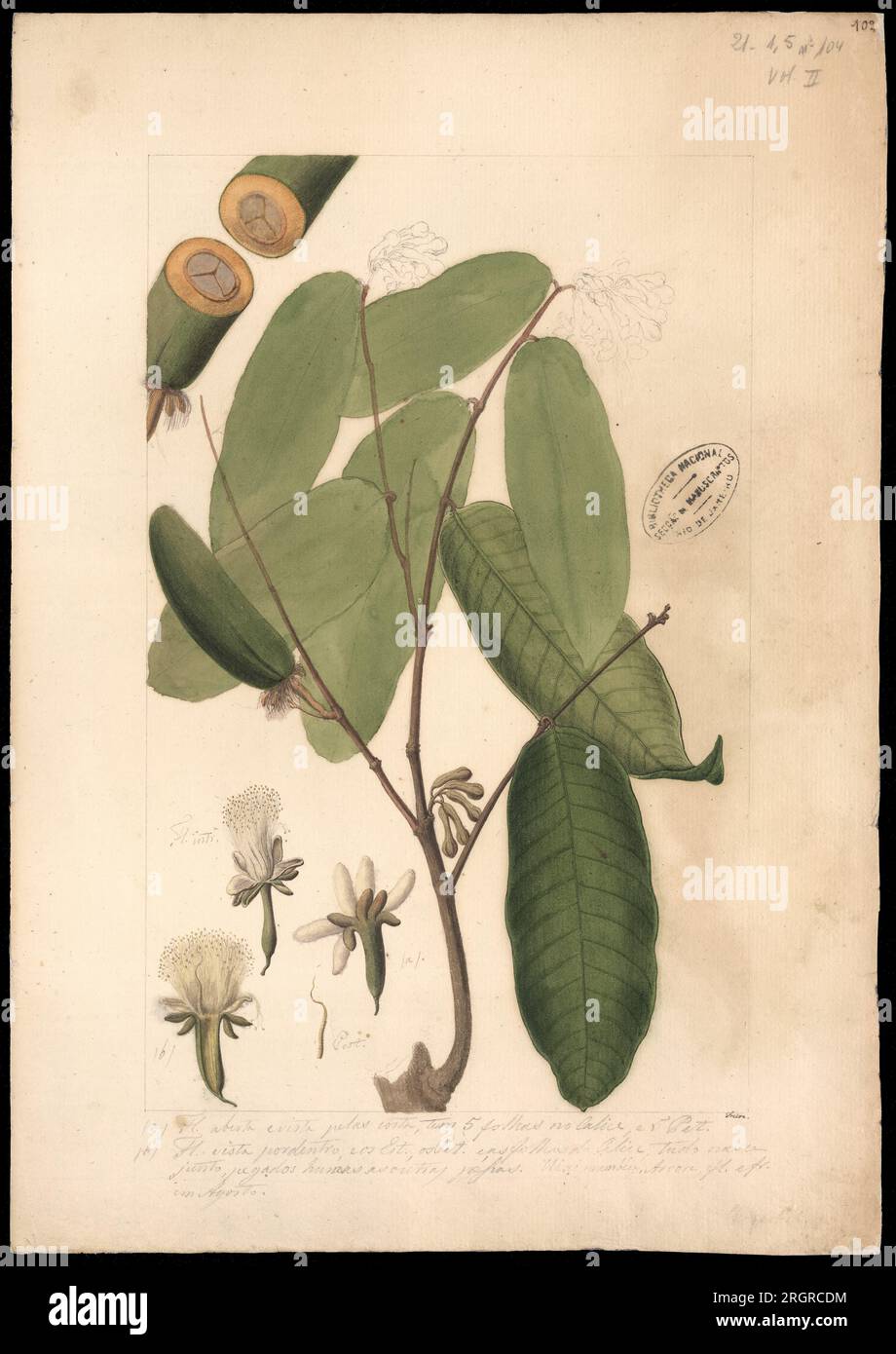 (Conepia carysocalyx, Benth) 18th century by José Joaquim Freire Stock Photo