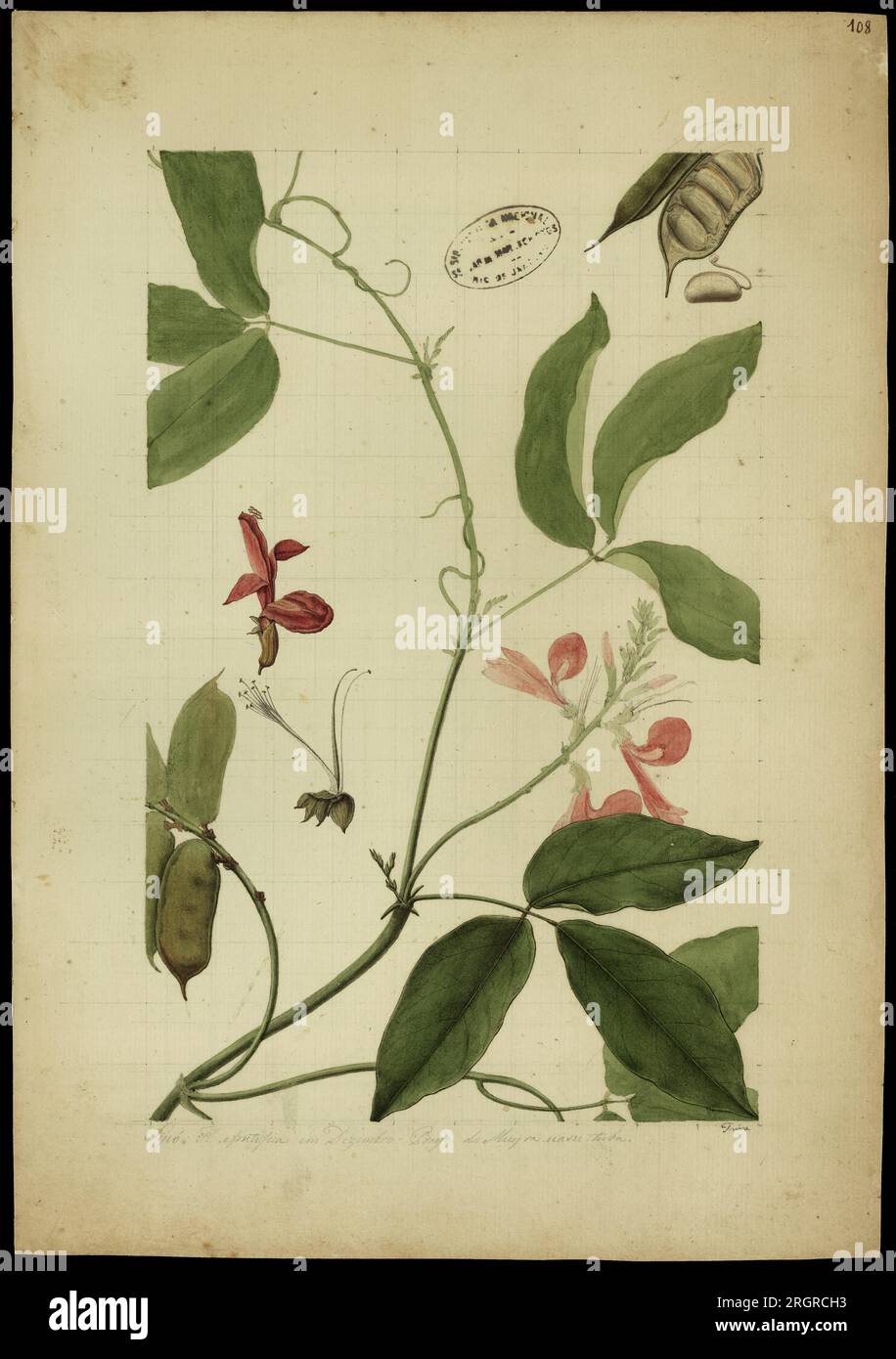 (Cymbosema rosea, Benth) 18th century by José Joaquim Freire Stock Photo