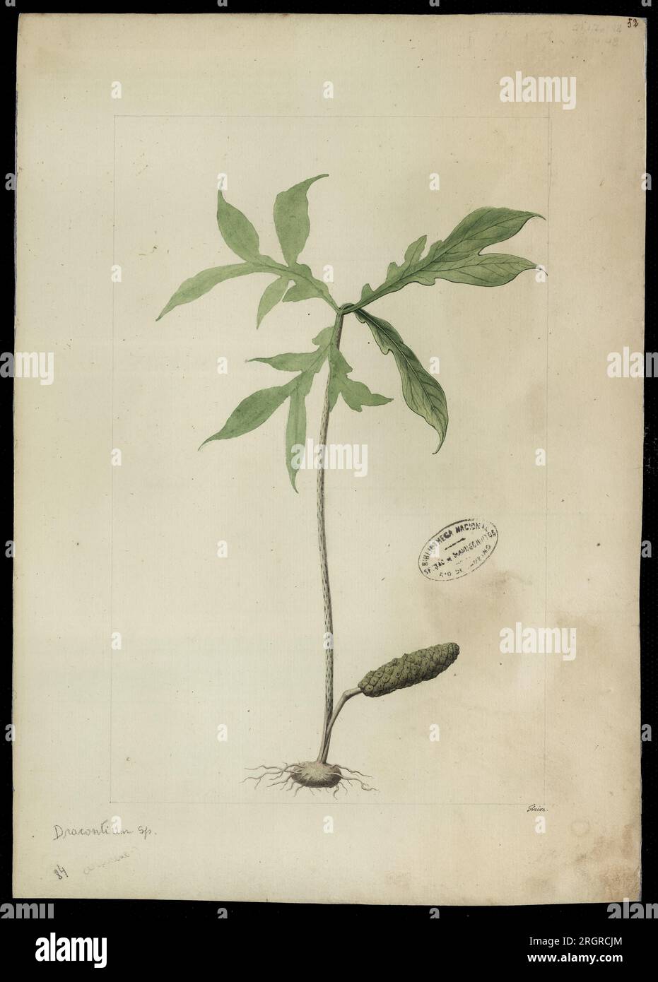 (Dracontium, sp) 18th century by José Joaquim Freire Stock Photo