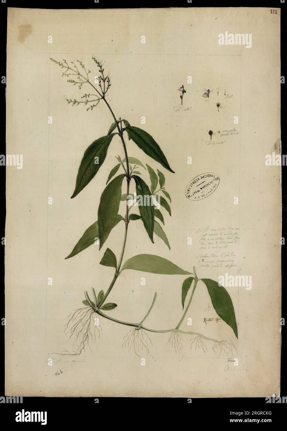 (Eranthemum) 18th century by José Joaquim Freire Stock Photo