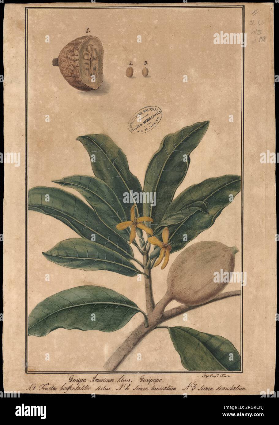 (Genipa americana, Linn) 18th century by José Joaquim Freire Stock Photo