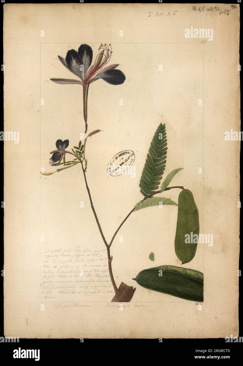 (Heterosfemon mimosoides) 18th century by José Joaquim Freire Stock Photo