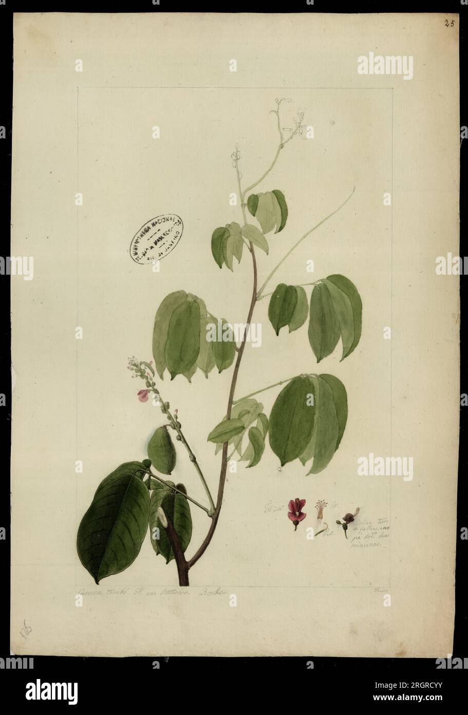 (Lonchocarpus) 18th century by José Joaquim Freire Stock Photo