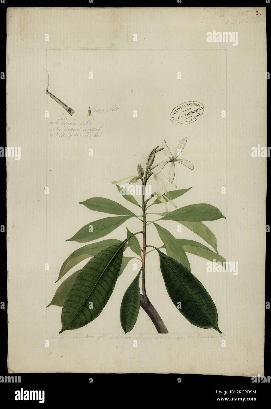 (Plumeria attenuata, Benth) 18th century by José Joaquim Freire Stock ...