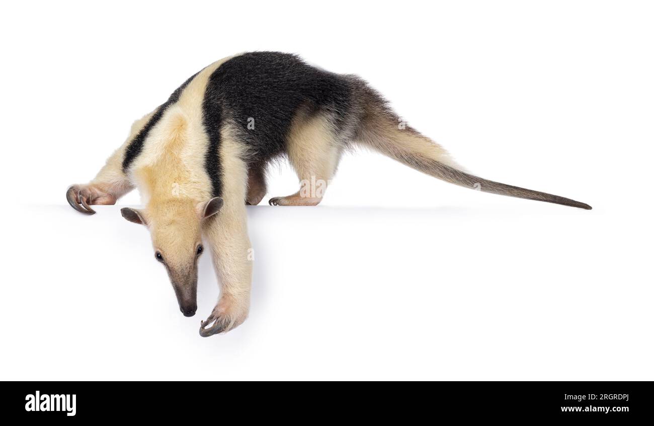 Southern tamandua transparent background PNG cliparts free