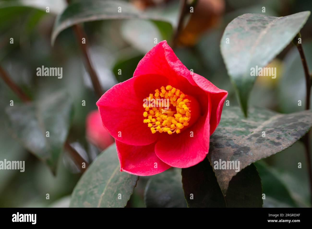 Blossom of red camelia japonica, Uso Otome variety, lpetal camellia, japanese camellia. Stock Photo