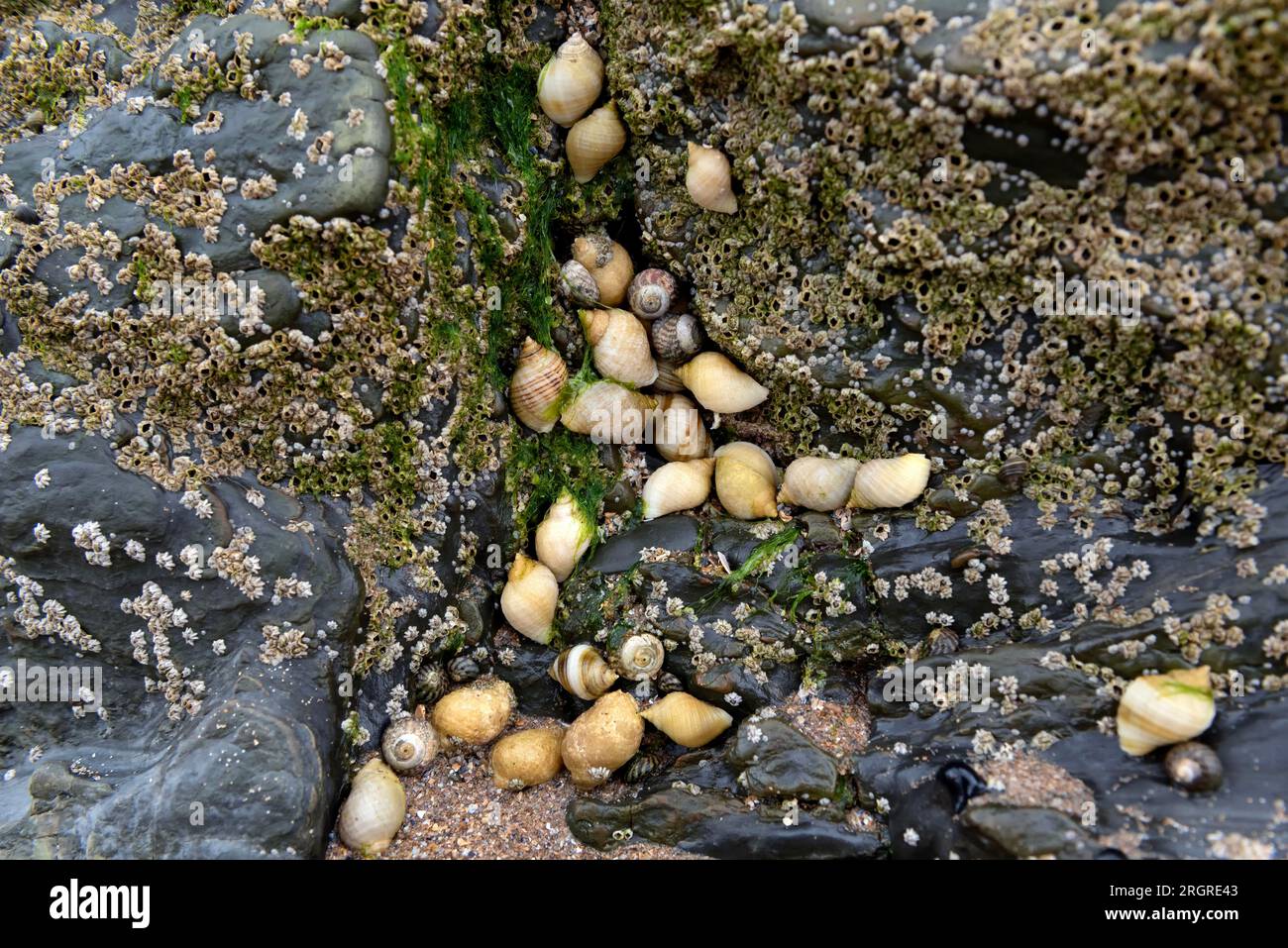Dog whelks on rock covered in barnacles Stock Photo