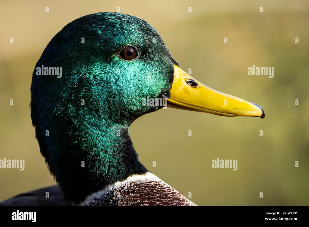 close-up portrait of a male mallard duck Stock Photo