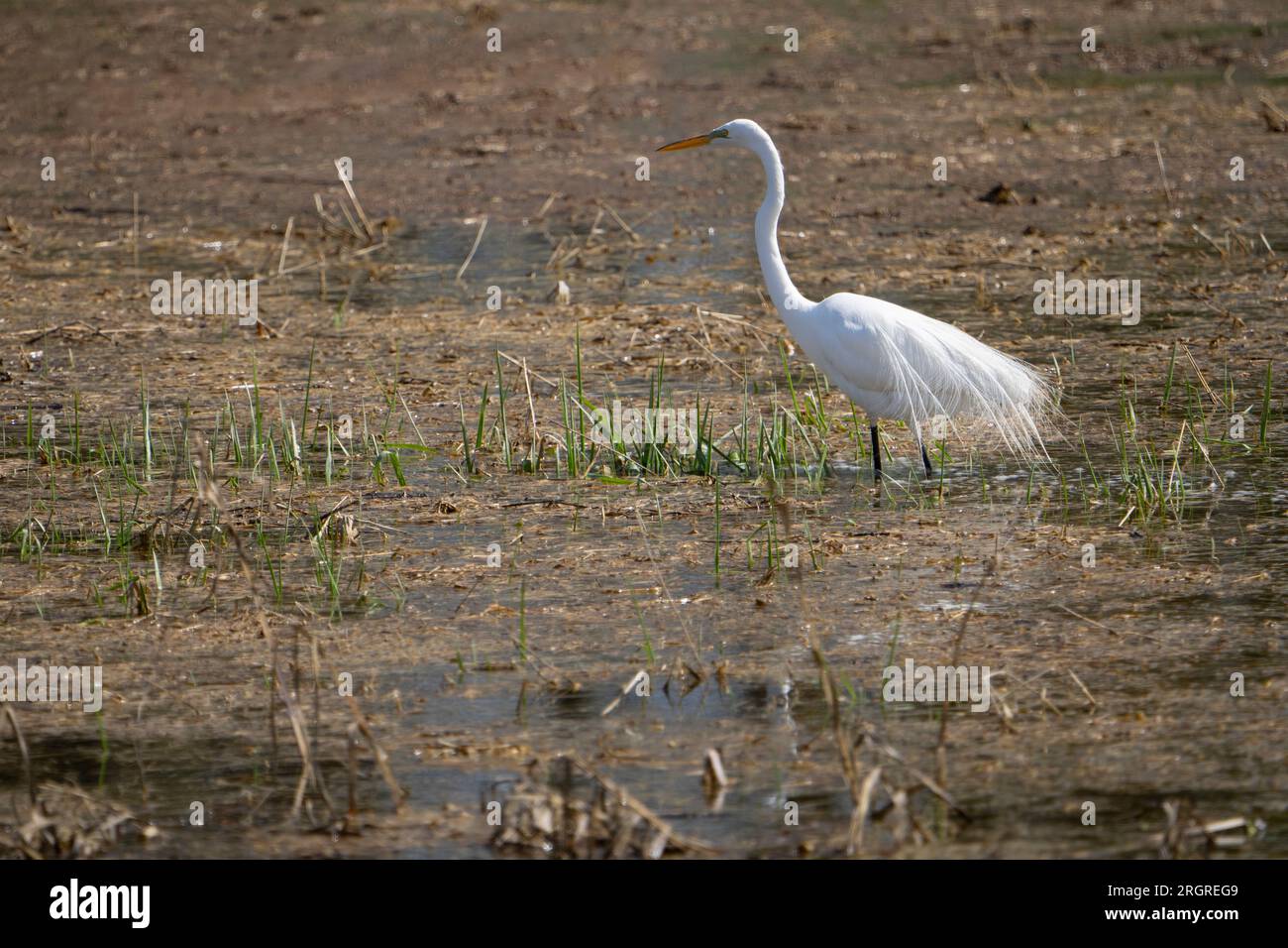 Great Egret hunting for food in a marsh along the St. Lawrence River Stock Photo
