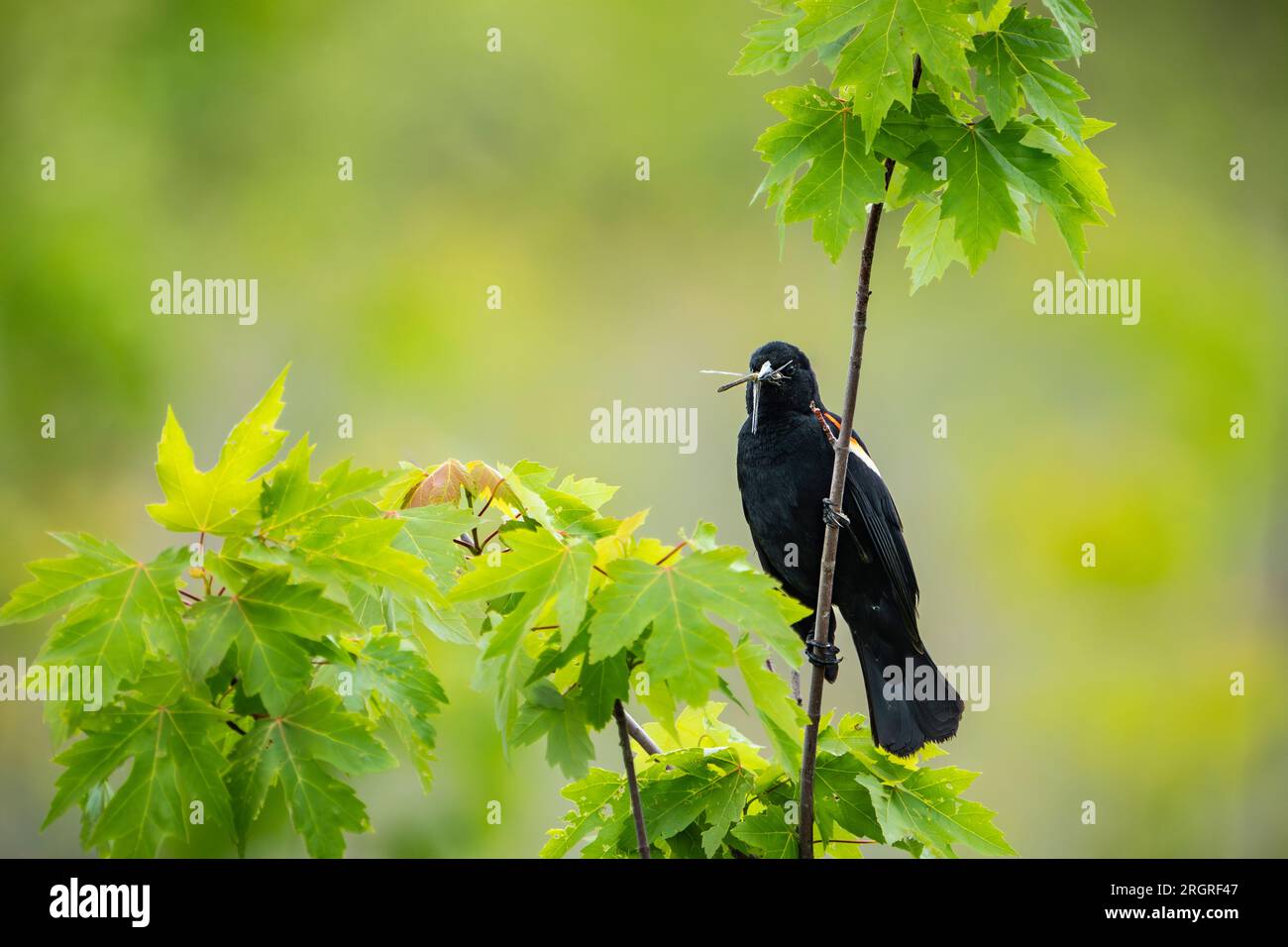 Red-winged blackbird perched with an insect in its beak to bring back to the nest for its young. Stock Photo