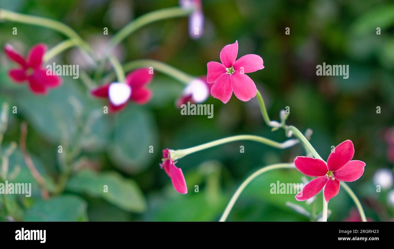 Dainty Pink Blooms: A few tiny pink flowers delicately adorning a lovely plant. Stock Photo
