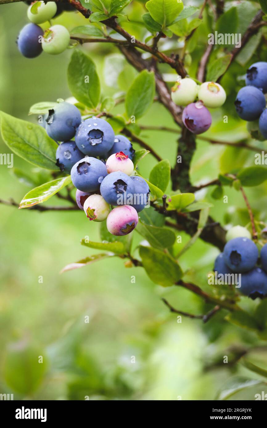 Blue huckleberry bush Vaccinium corymbosum ripening berries blueberry plant in garden vertical shot Stock Photo