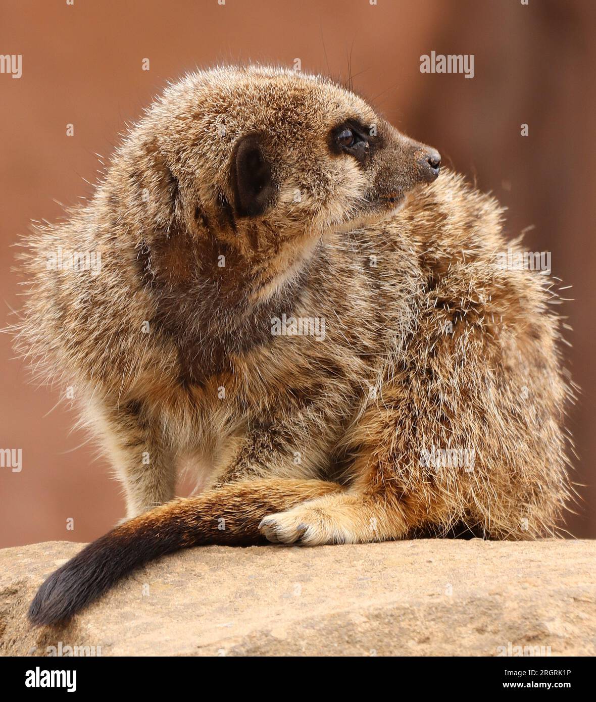 YORKSHIRE WILDLIFE PARK DONCASTER SOUTH YORKSHIRE Stock Photo