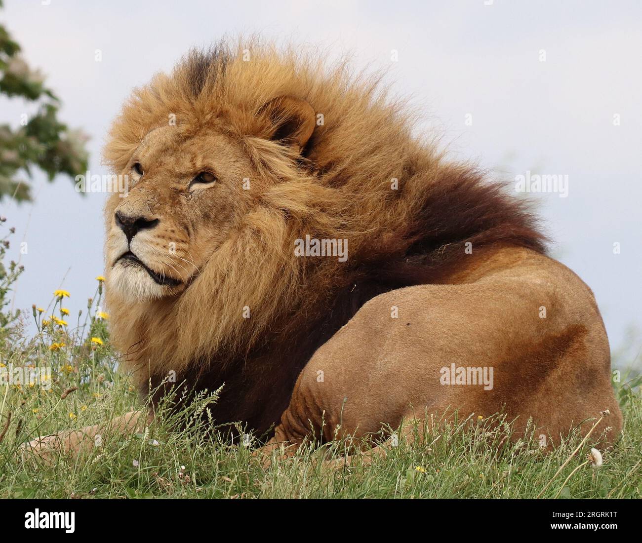 Lions at yorkshire wildlife park hi-res stock photography and images ...