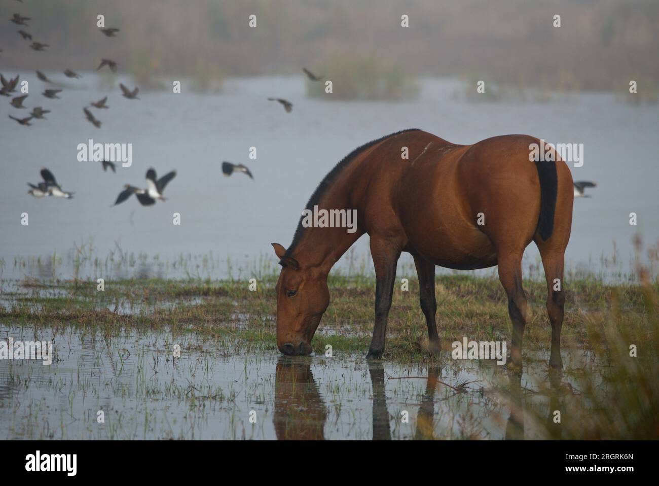 A horse in a marsh with birds flying nearby  .Un caballo en una marisma con aves volando cerca. Stock Photo