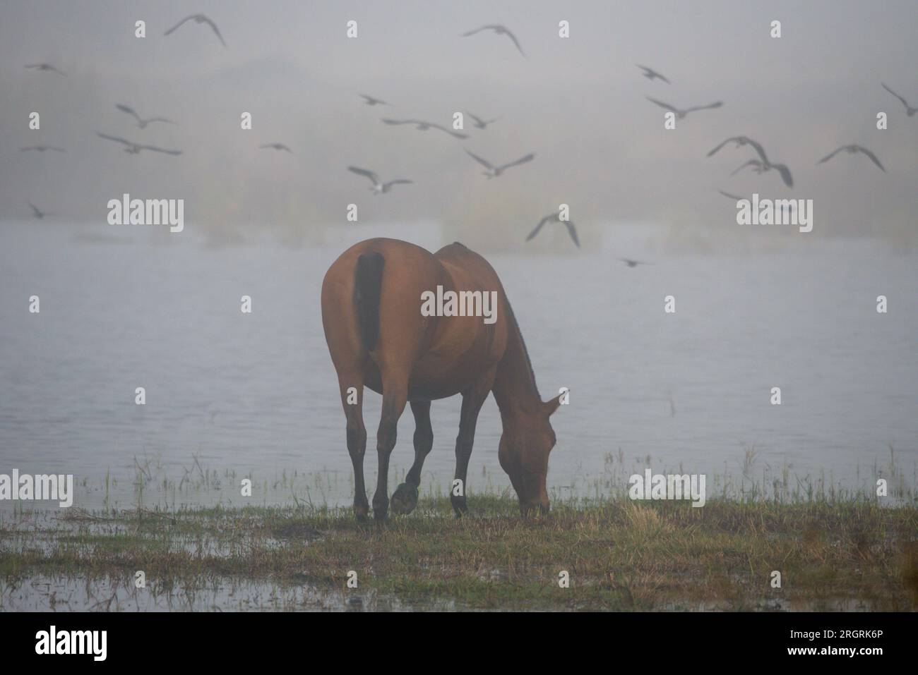 A horse in a marsh with birds flying nearby  .Un caballo en una marisma con aves volando cerca. Stock Photo