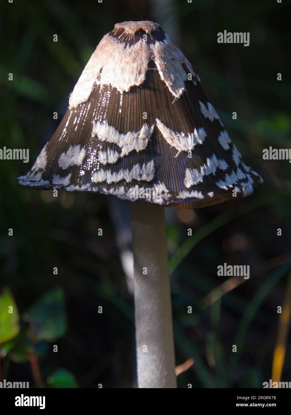 Coprinopsis picacea mushroom. Seta de Coprinopsis picacea, Stock Photo