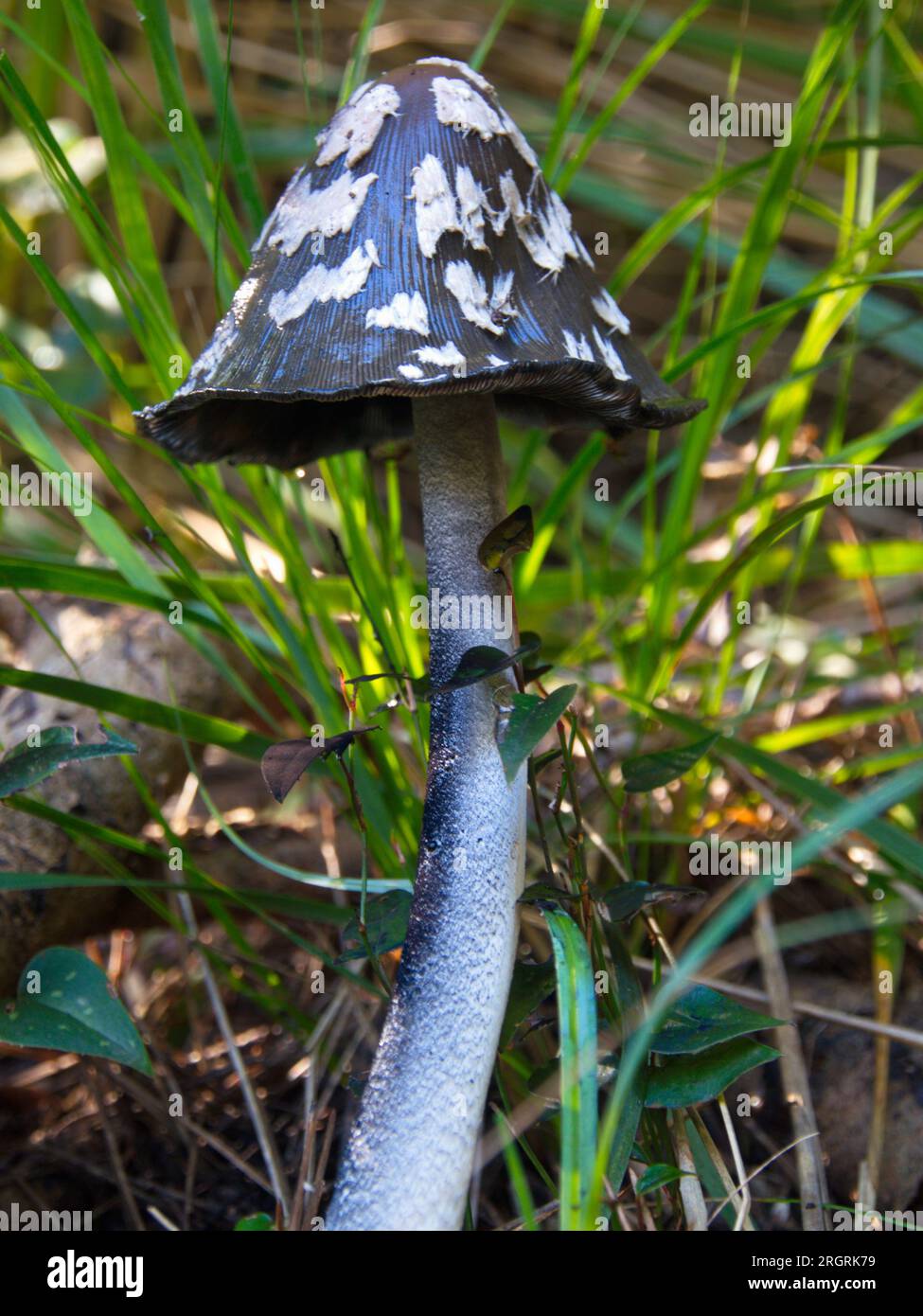 Coprinopsis picacea mushroom. Seta de Coprinopsis picacea, Stock Photo