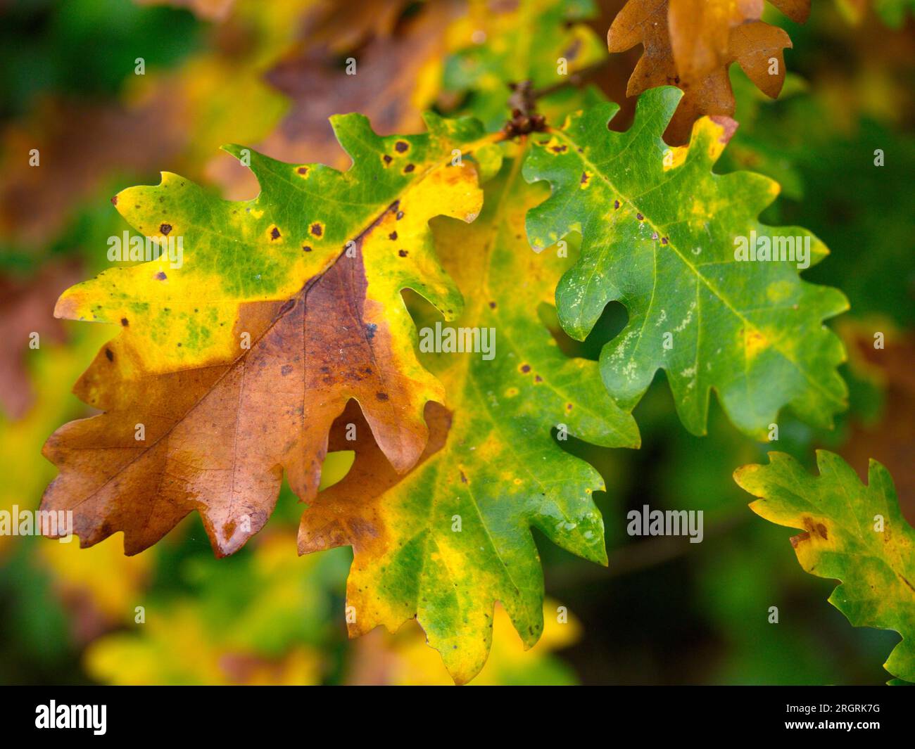 Oak leaves change color in late summer.  .Unas hojas de roble cambian de color a finales del verano. Stock Photo