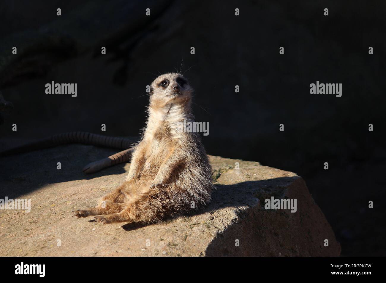 Lions at yorkshire wildlife park hi-res stock photography and images ...
