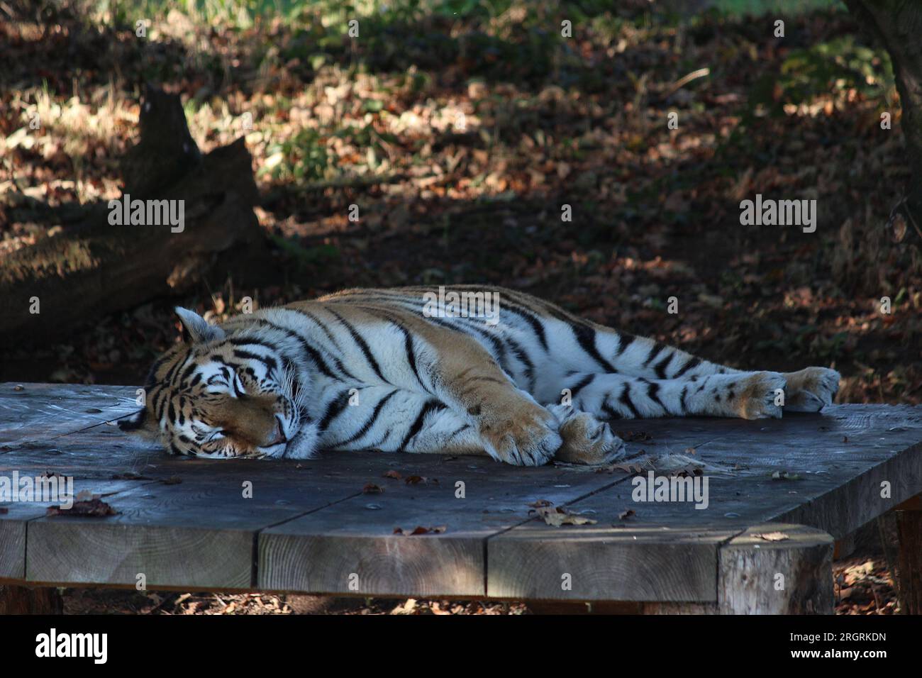 Lions at yorkshire wildlife park hi-res stock photography and images ...